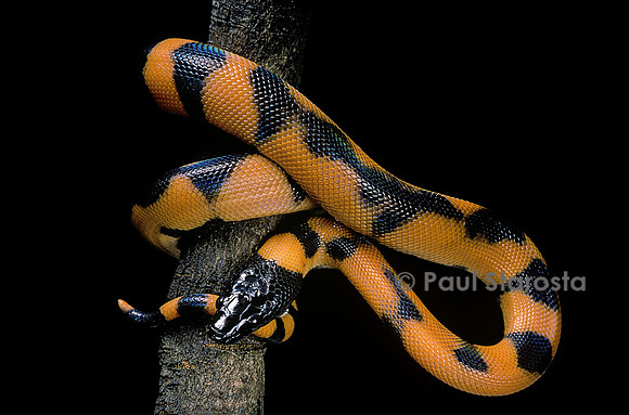 Bothrochilus boa