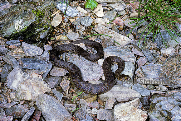 Natrix maura (couleuvre vipérine)