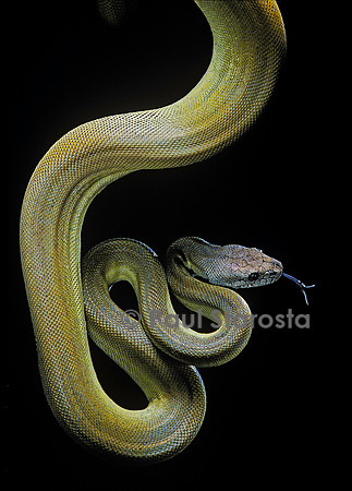 Apodora papuana (python papou)