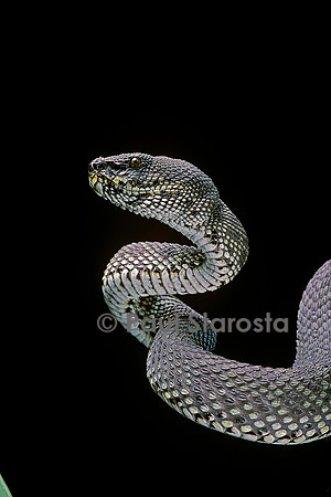 Trimeresurus purpureomaculatus (crotale)