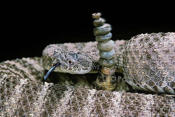 Crotalus tigris (crotale)