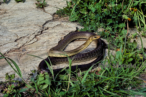 Zamenis longissimus (couleuvre d'Esculape)