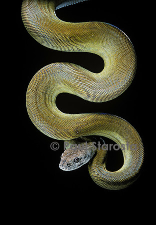Apodora papuana (python papou)