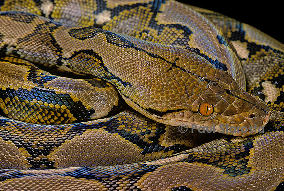 Python reticulatus (python réticulé)