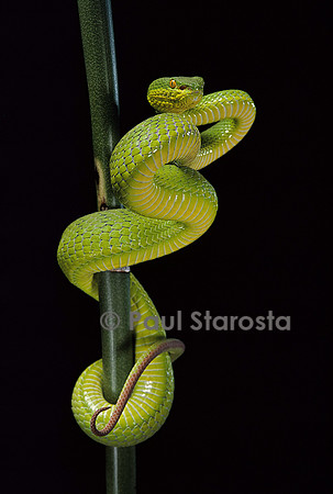 Trimeresurus albolabris (crotale des bambous)