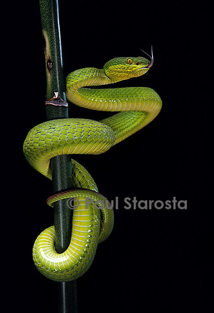 Trimeresurus albolabris (crotale des bambous)