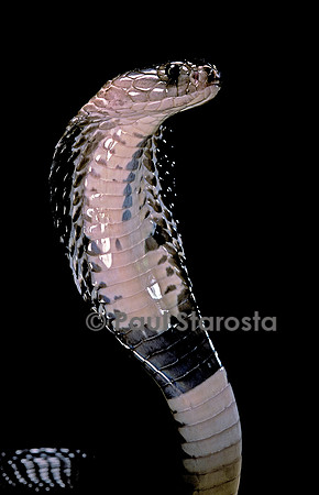 Naja siamensis (cobra cracheur d'Indochine)