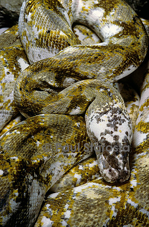 Python reticulatus f. calico (python réticulé)