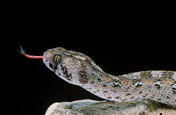 Echis ocellatus (vipère des pyramides)