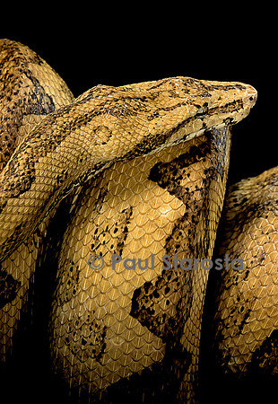 Candoia carinata paulsoni