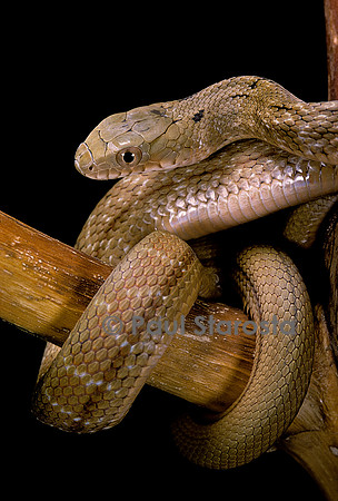 Elaphe carinata