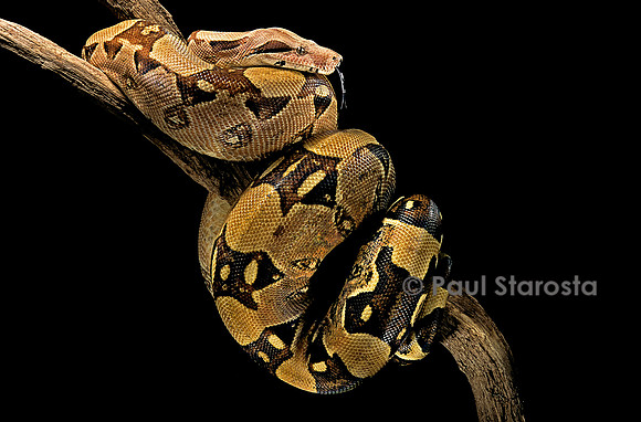 Boa constrictor