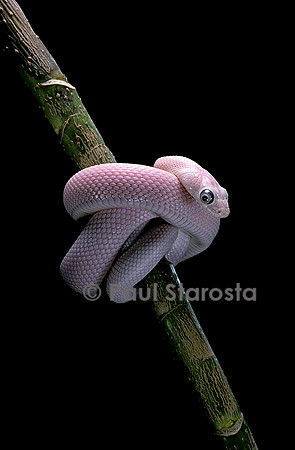Pantherophis obsoletus f. leucistic