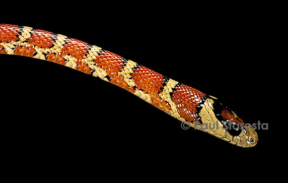 Lampropeltis pyromelana woodini