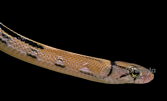 Elaphe radiata