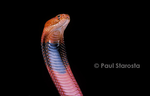 Naja pallida (cobra cracheur)