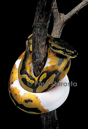 Python regius f. piebald (python royal)