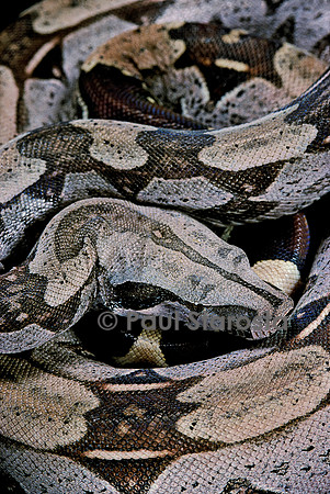 Boa constrictor constrictor (boa constrictor)