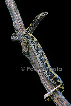 Eryx colubrinus loveridgei