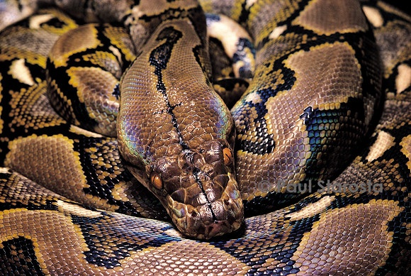 Python reticulatus (python réticulé)