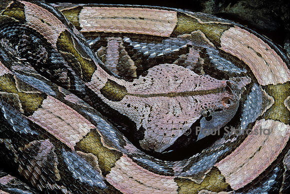 Bitis gabonica (vipère du Gabon)