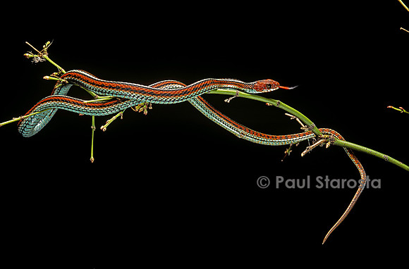 Thamnophis sirtalis (serpent jarretière)