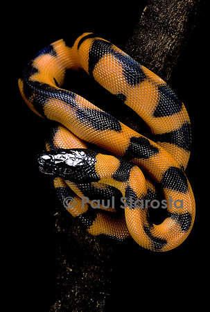 Bothrochilus boa