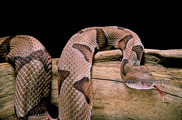 Agkistrodon contortrix (mocassin à tête cuivrée)