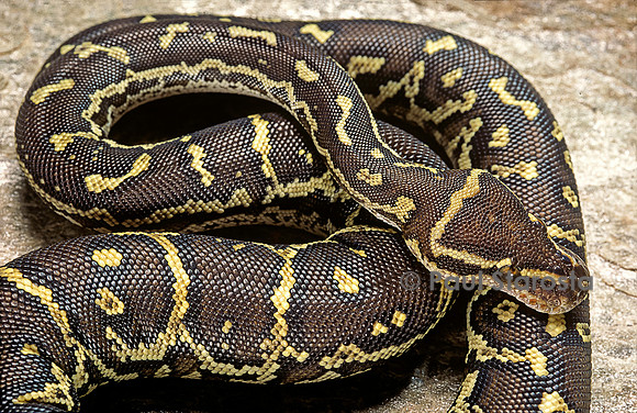 Python anchietae