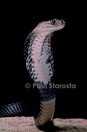 Naja siamensis (cobra cracheur d'Indochine)
