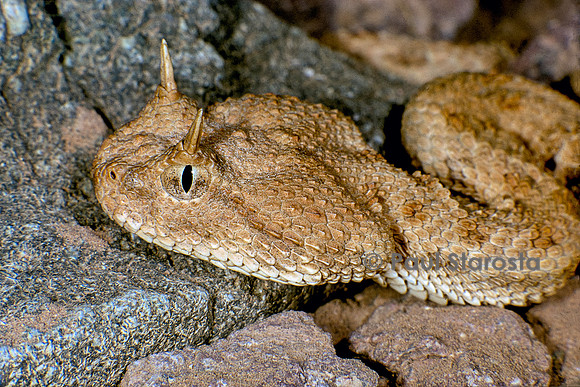 Cerastes cerastes (viipère à cornes)