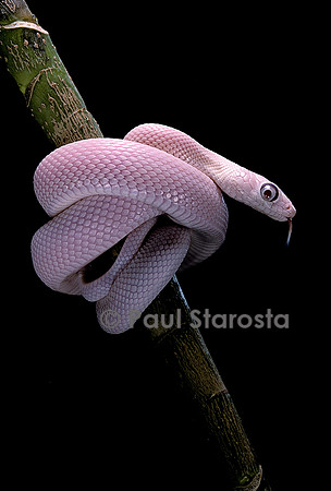 Pantherophis obsoletus f. leucistic