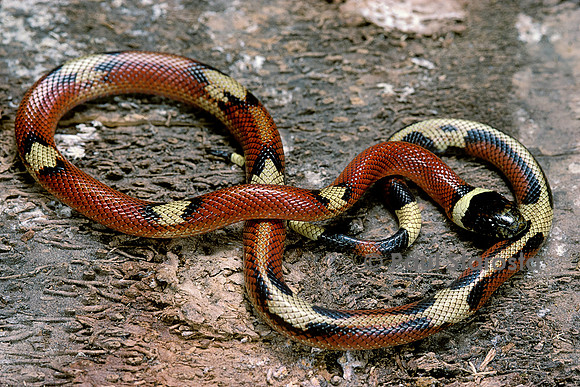 Lampropeltis triangulum sinaloae (milk-snake)