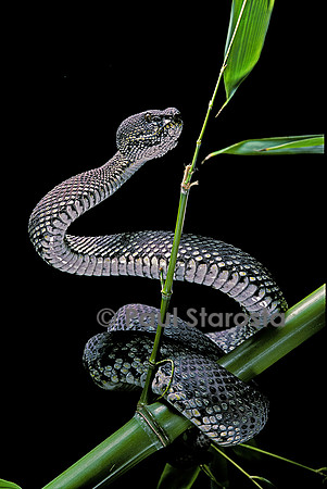 Trimeresurus purpureomaculatus (crotale)