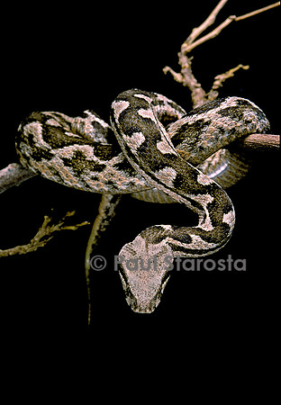 Daboia lebetina mauritanica