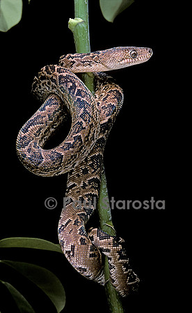Chilabothrus angulifer