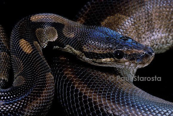 Python regius f. melanique (python royal)