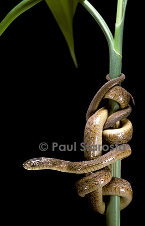 Dasypeltis scabra (mangeur d’œufs africain)