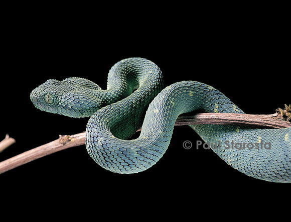 Atheris chloroechis (vipère arboricole)