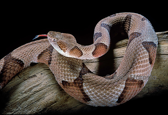 Agkistrodon contortrix (mocassin à tête cuivrée)