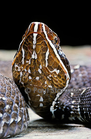 Agkistrodon bilineatus (crotale)