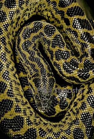 Eunectes notaeus (anaconda jaune)