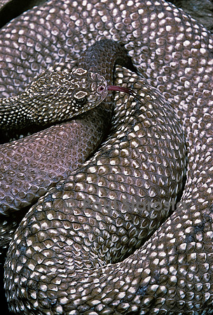 Crotalus vegrandis (crotale)