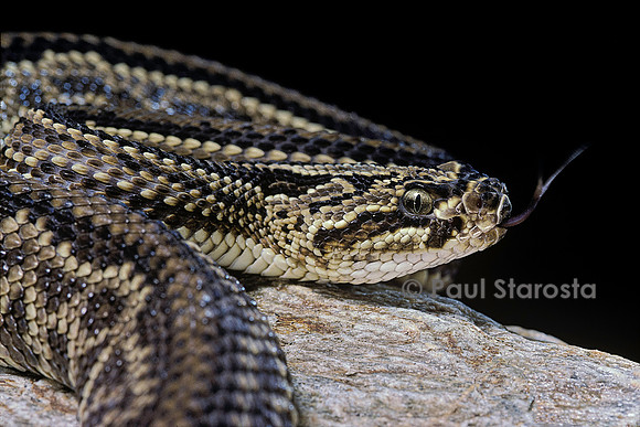 Crotalus durissus terrificus (crotale)