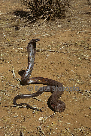 Naja haje (cobra égyptien)