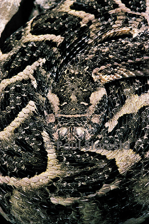 Bitis arietans (vipère heurtante)