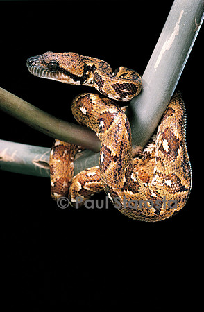 Sanzinia madagascariensis