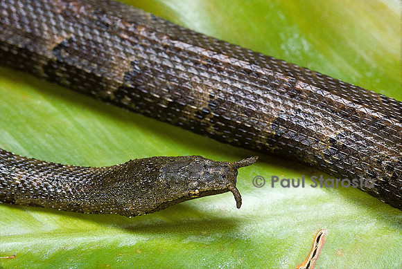 Erpeton tentaculatum