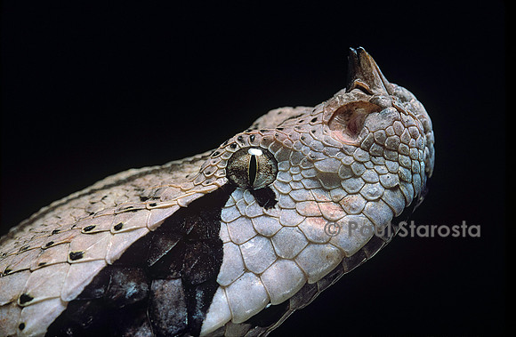Bitis gabonica (vipère du Gabon)