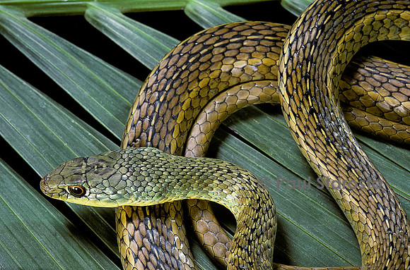 Psammophis sibilans